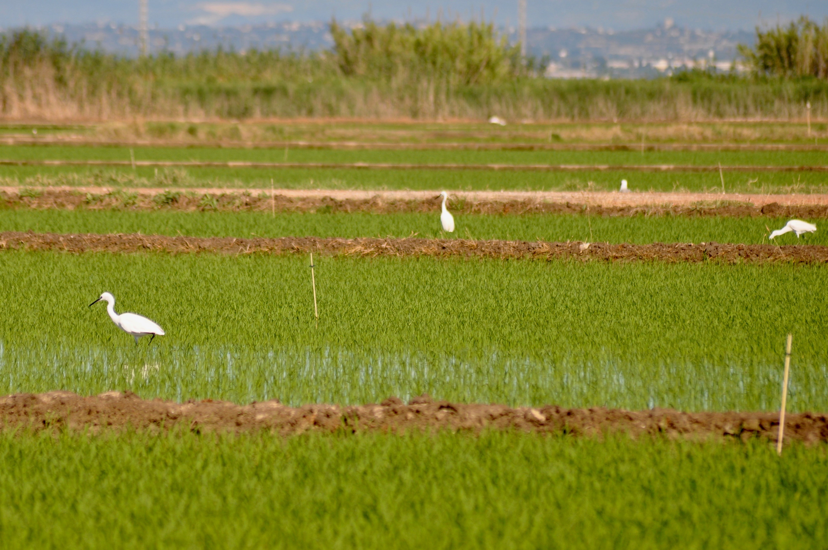 Los difusores de feromona sintética de la hembra del insecto ya están instalados en los arrozales valencianos. Imagen: GV