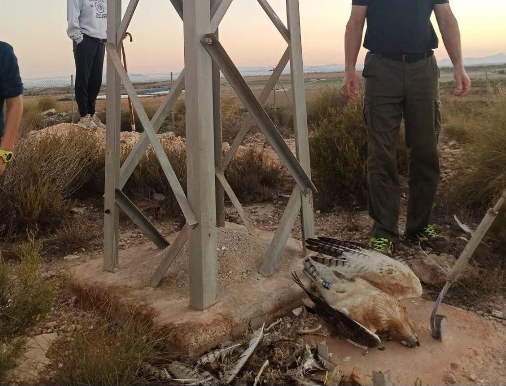 Dos águilas perdiceras yacen bajo un apoyo propiedad de Iberdrola en La Tercia (Murcia). Foto: Asociación Murcia Limpia