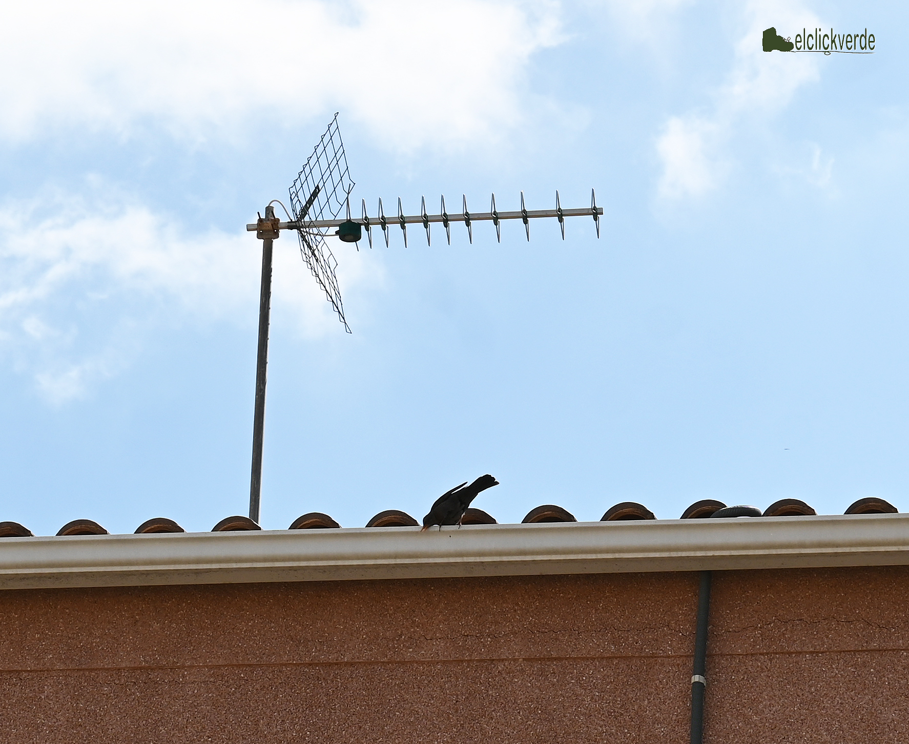 Ha visto algo que se mueve... ¡y se lanza disparado a cogerlo!