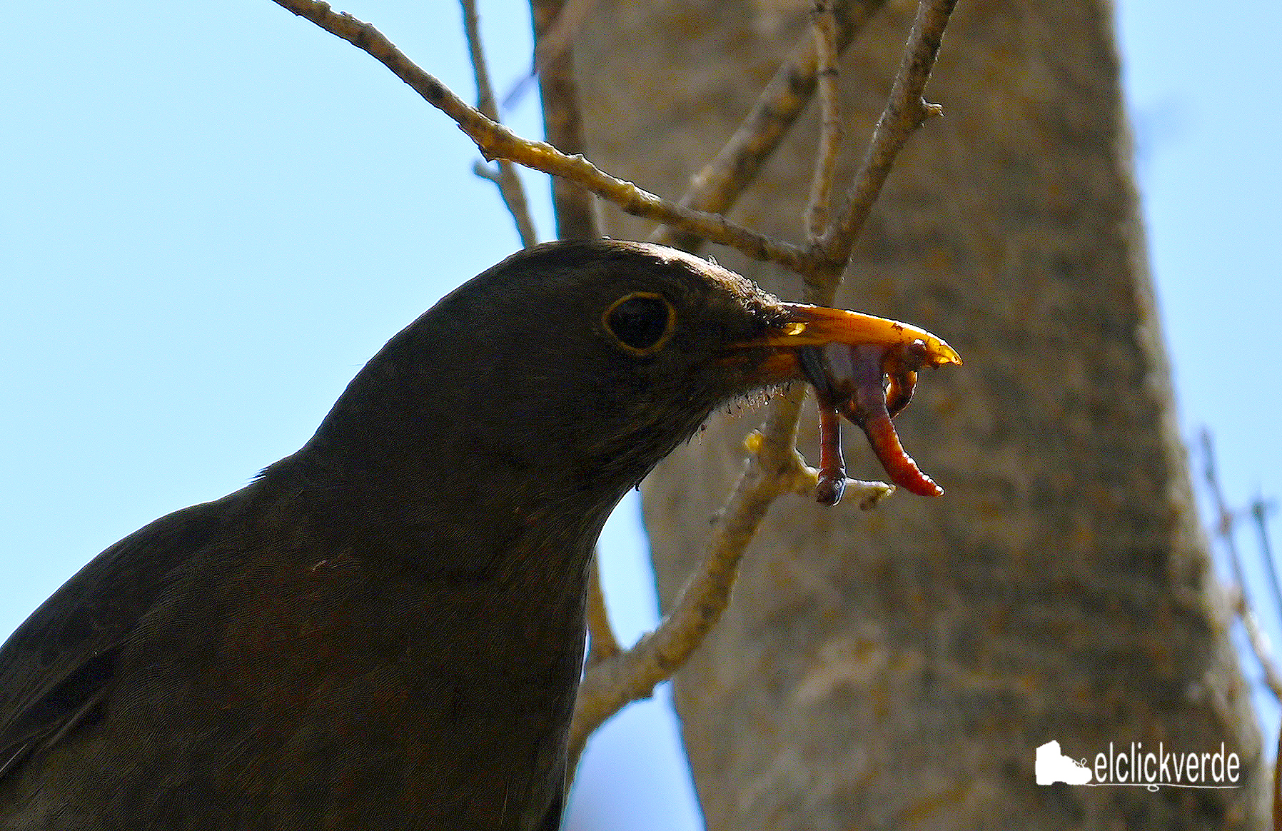 Precioso primer plano del mirlo, cargadito de alimento para las crías