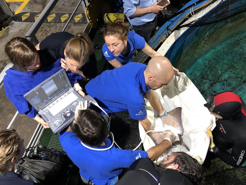 Ecografía veterinaria a una raya del Oceanogràfic. Foto: Oceanogràfic. Ecografía veterinaria a una raya del Oceanogràfic. Foto: Oceanogràfic