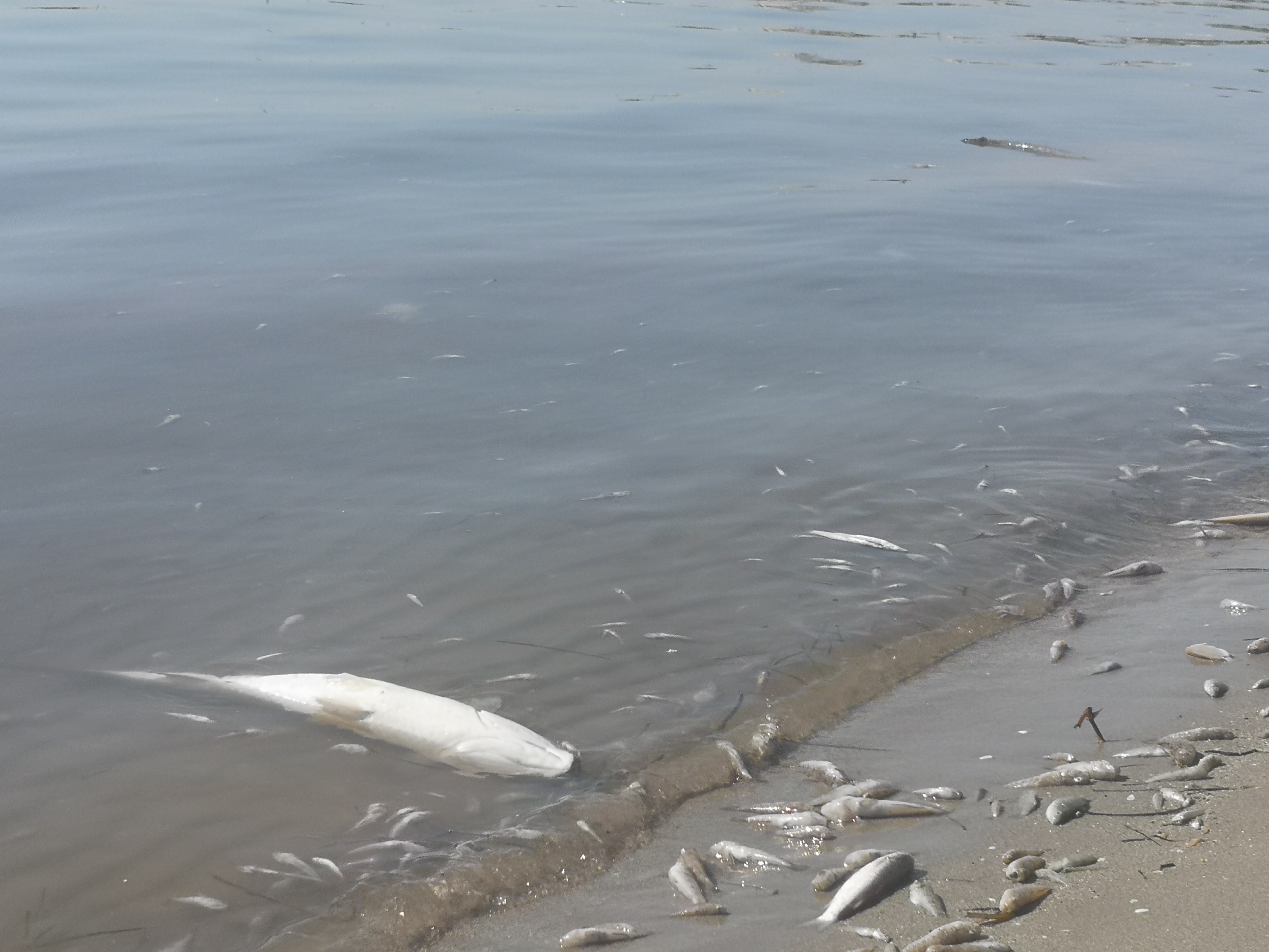Peces muertos en la orilla del Mar Menor, el fin de semana pasado. Imagen: EEA
