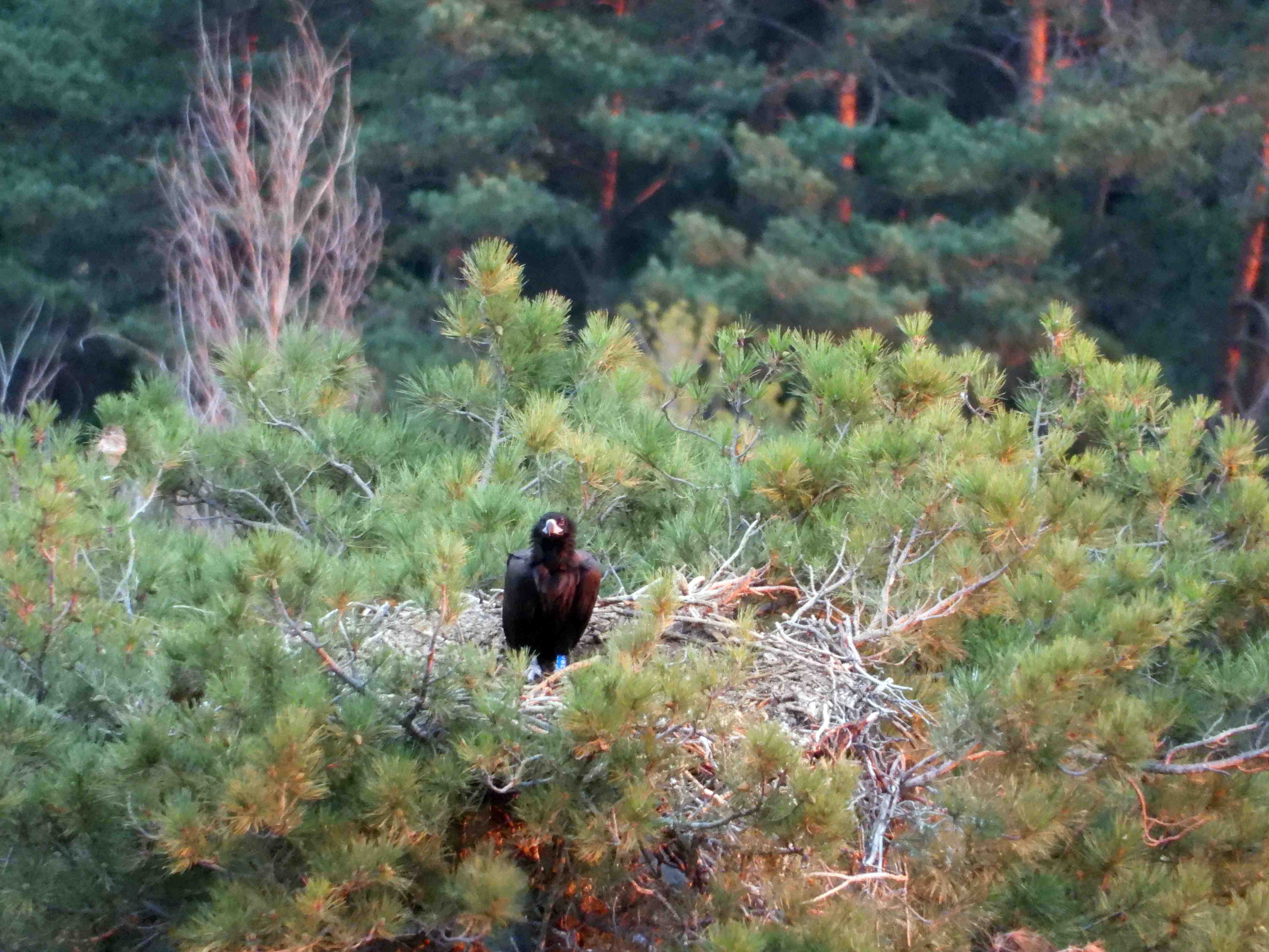 El buitre negro intoxicado por diclofenaco, fotografiado con vida dos días antes de conocerse su muerte en el nido. Imagen: Grefa