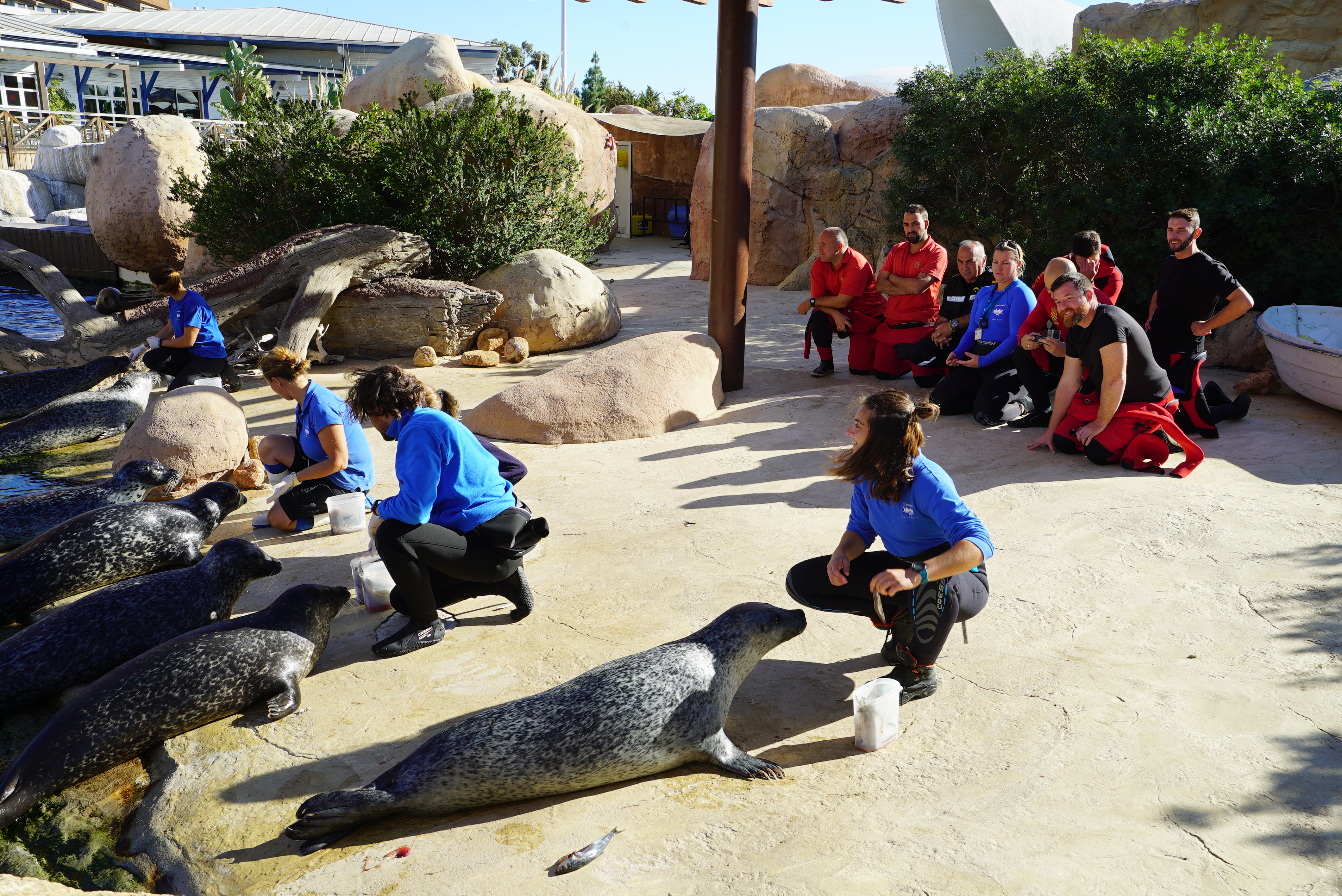 El equipo de la UME observa cómo el personal del Oceanogràfic controla y alimenta a las focas. Imagen: Oceanogràfic 