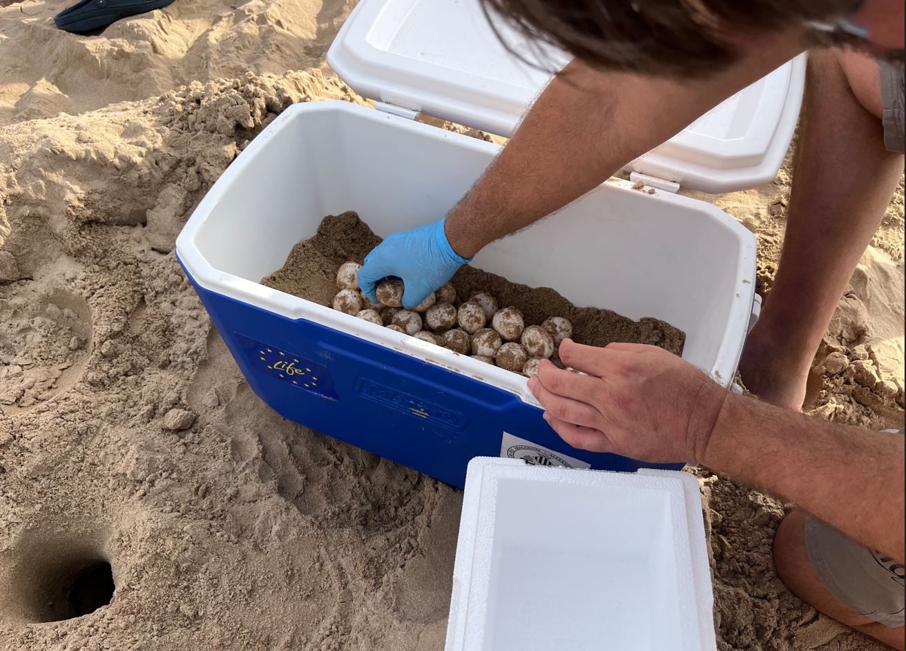 Manipulación de los huevos en la playa de Gandía para su salvaguarda. Foto: Fundación Oceanogràfic 