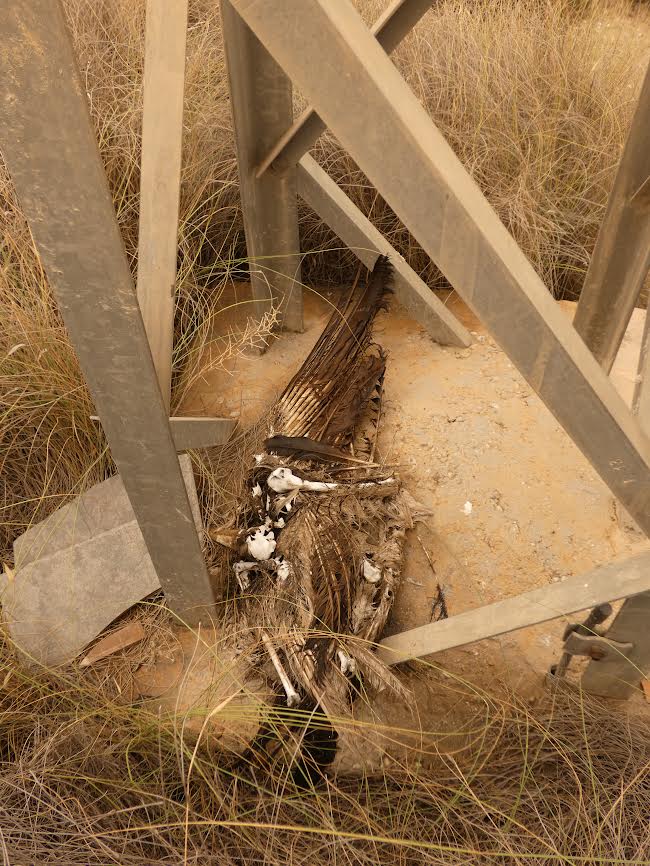 Restos óseos de un ave presuntamente electrocutada. Foto: ANSE