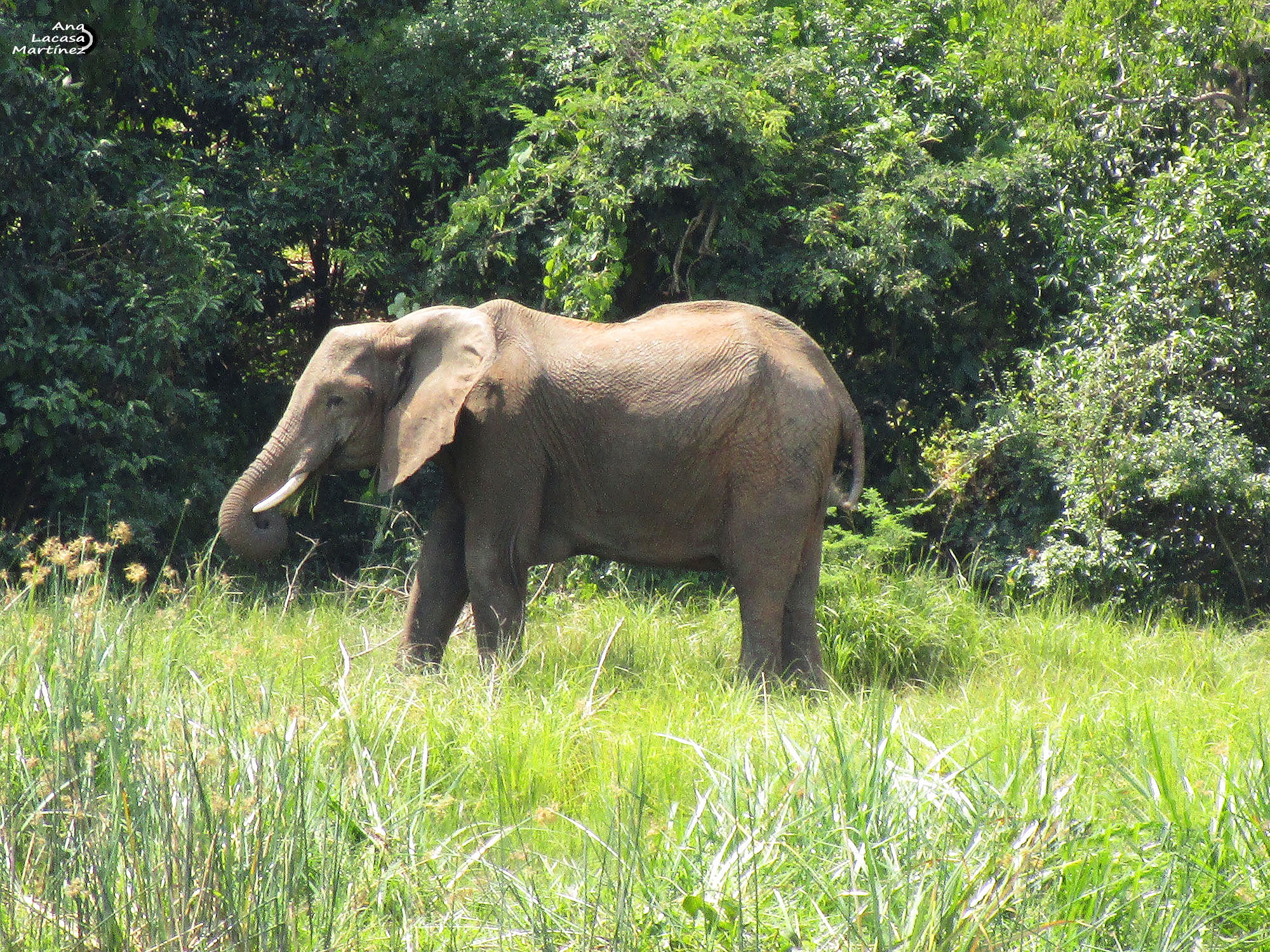 Este elefante pastaba tranquilo en las cercanías