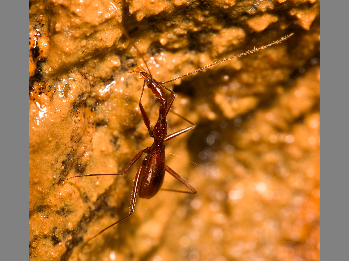 Escarabajo de la cueva. Imagen: GREG ROUSE / ESF
