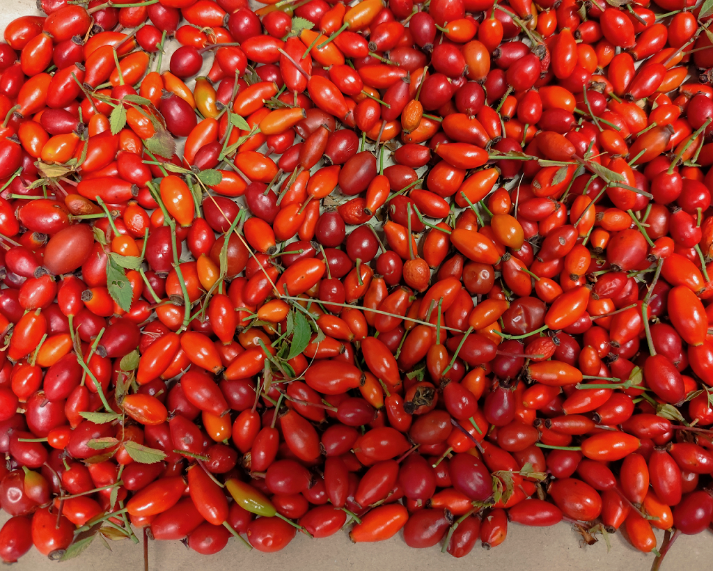 Escaramujos, una de las plantas estudiadas. Foto: Proyecto Plantas Olvidadas
