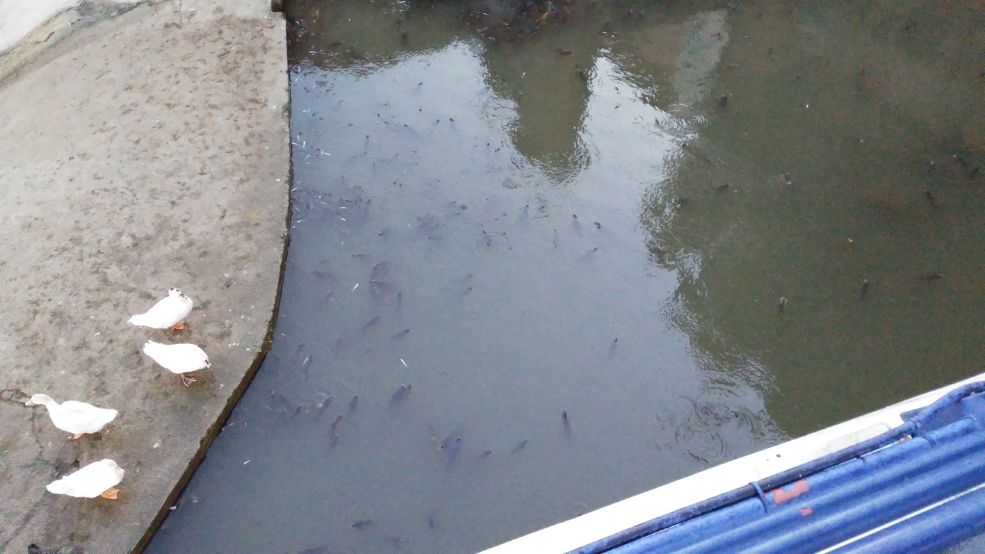 Peces muertos en el río Segura, esta misma mañana. Imagen: Huermur