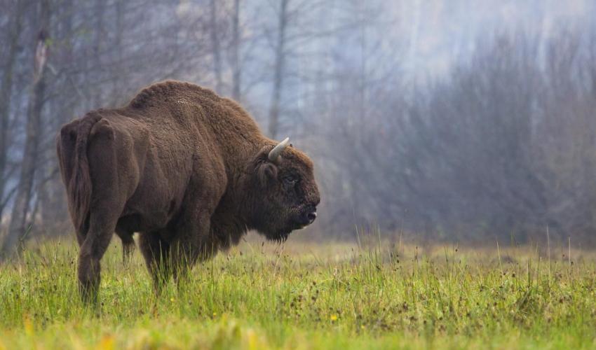 El bisonte, un caso esperanzador. Imagen: UICN