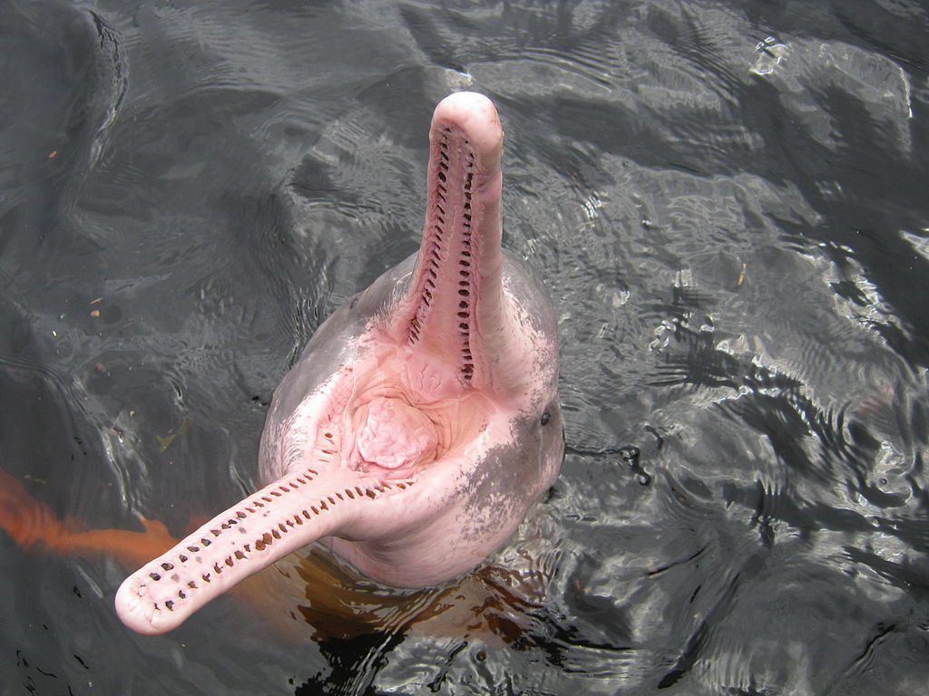 Delfín rosa. Imagen: de Jorge Andrade en Wikipedia licencia CC (https://commons.wikimedia.org/wiki/File:Amazon_river_dolphin_with_mouth_open.jpg)