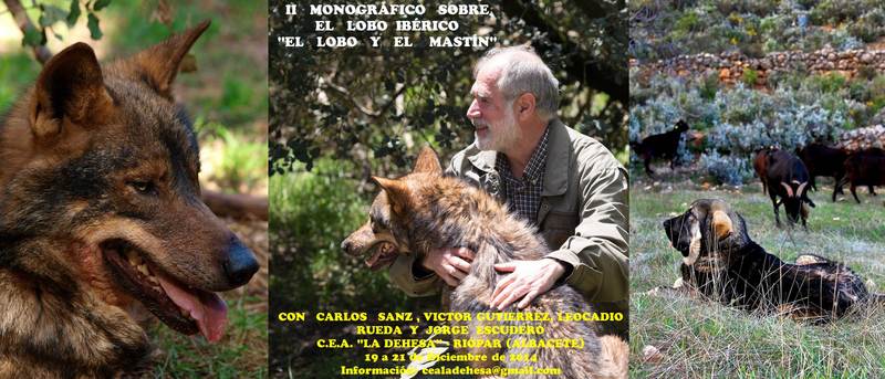 Monográfico sobre el lobo ibérico con Carlos Sanz