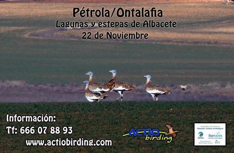 Observación de aves en Pétrola y Ontalafía con Actio Birding