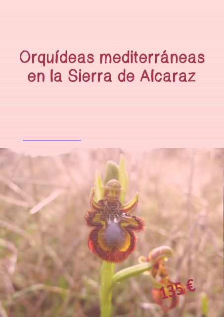 Orquídeas mediterráneas en la Sierra de Alcaraz con Rockrose Ecoturismo