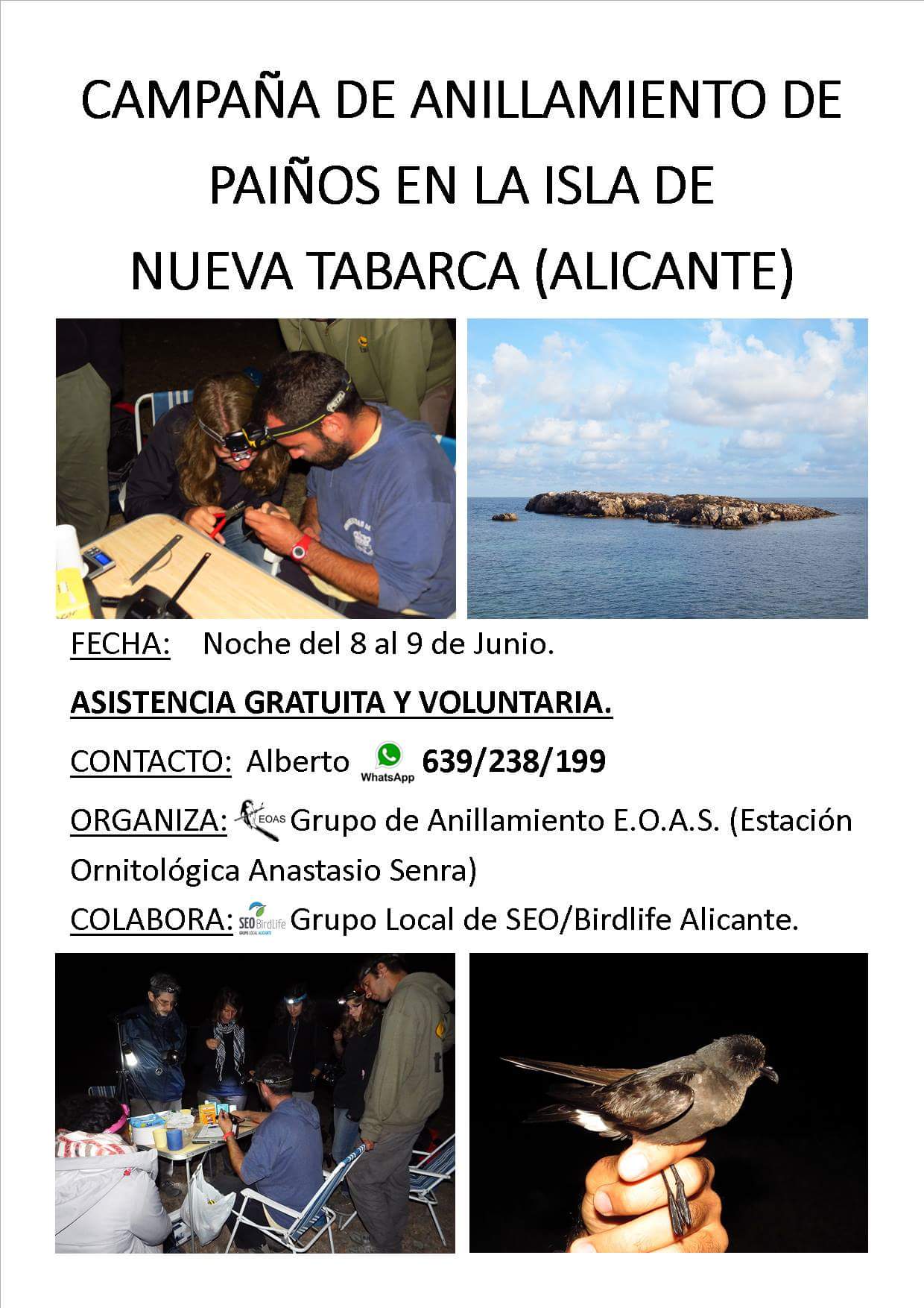 La Campaña de anillamiento de paíños en la isla de Tabarca busca voluntarios.