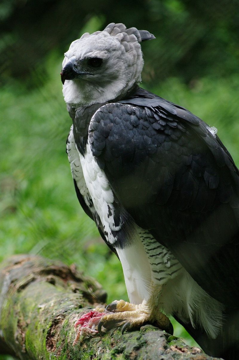 Un águila arpía adulto. Imagen: Guilherme Jofili / CC Wikipedia