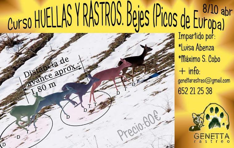 Curso de Huellas y Rastros en los Picos de Europa con Genetta Rastreo