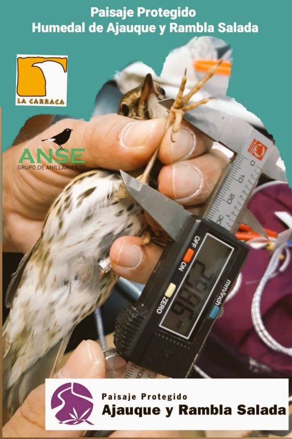 Iniciación al anillamiento científico de aves, con Asociación de Voluntarios por Rambla Salada
