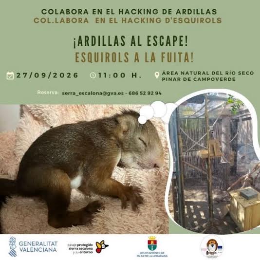 Se piden voluntarios para un estudio de las ardillas en la Sierra de Escalona. Se piden voluntarios para un estudio de las ardillas en la Sierra de Escalona