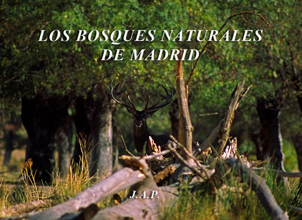 Presentación del documental Los Bosques Naturales de Madrid, de Juan Armendáriz Perdiguero