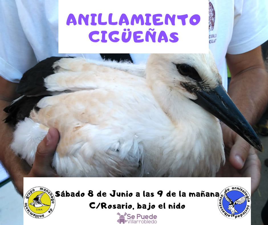 Anillamiento de cigüeñas en Villarrobledo, con SAO