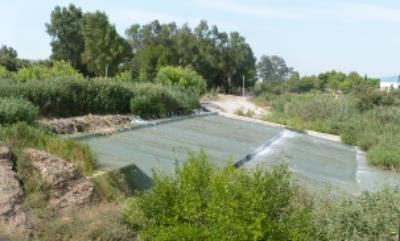 Plantación para la recuperación del bosque de ribera del Río Segura, con el Ayto. de Murcia