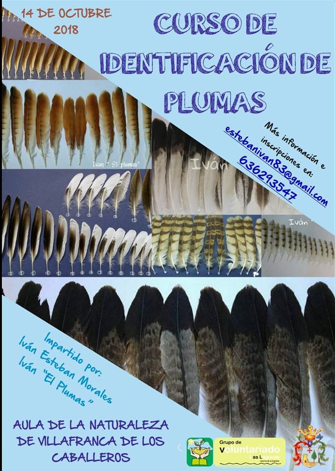 Curso de identificación de plumas, con Iván 'El Plumas'