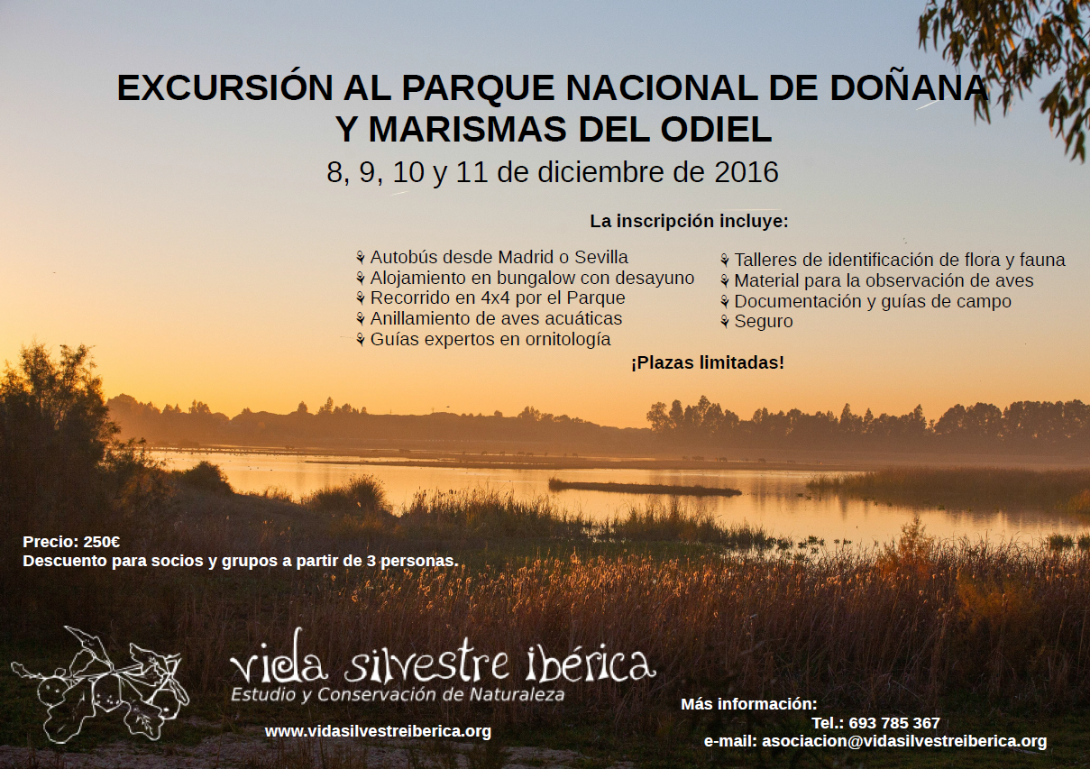 Viaje a Doñana y marismas del Odiel, con Vida Silvestre Ibérica.