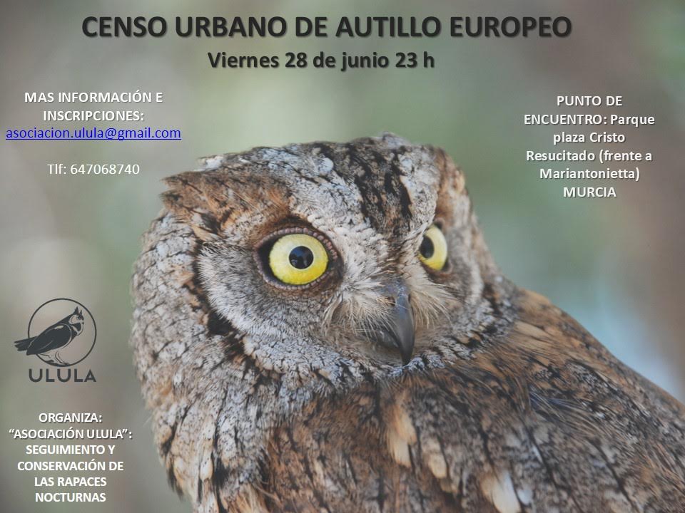 Censo urbano de autillo europeo, con Ulula. Censo urbano de autillo europeo, con Ulula
