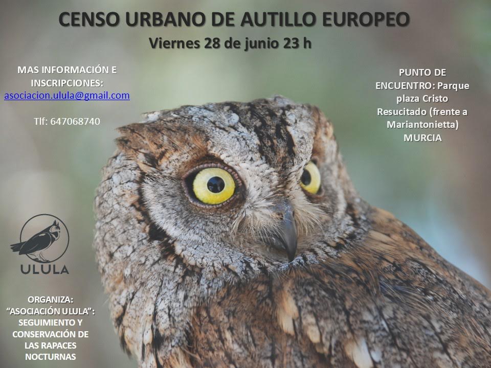 Censo urbano de autillo europeo, con Ulula