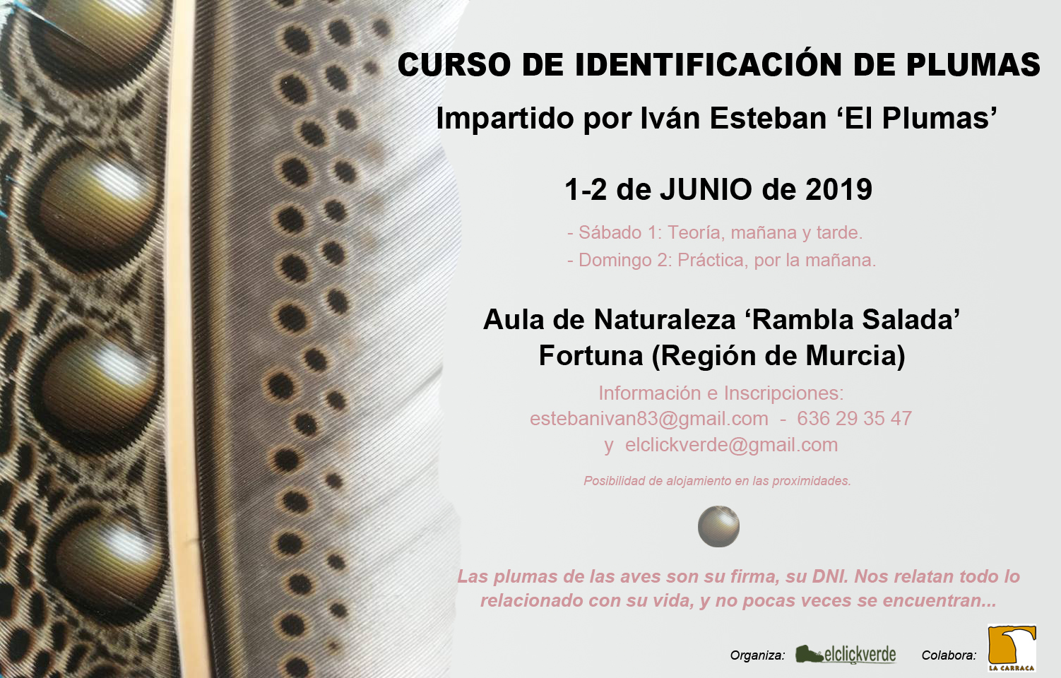 Curso de identificación de plumas, con Iván Esteban 'El Plumas'