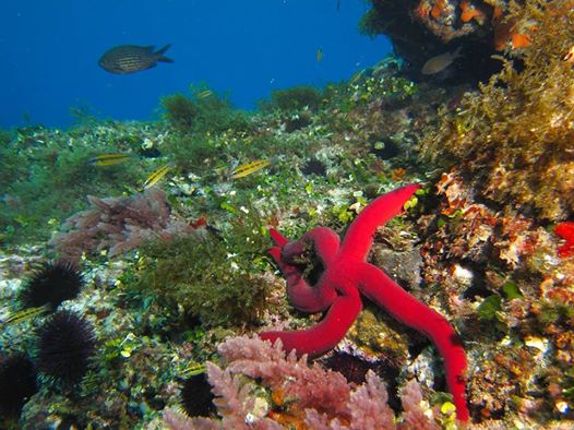 Jornadas sobre biodiversidad marina en Cabo de Gata, con  Asociación Columbares