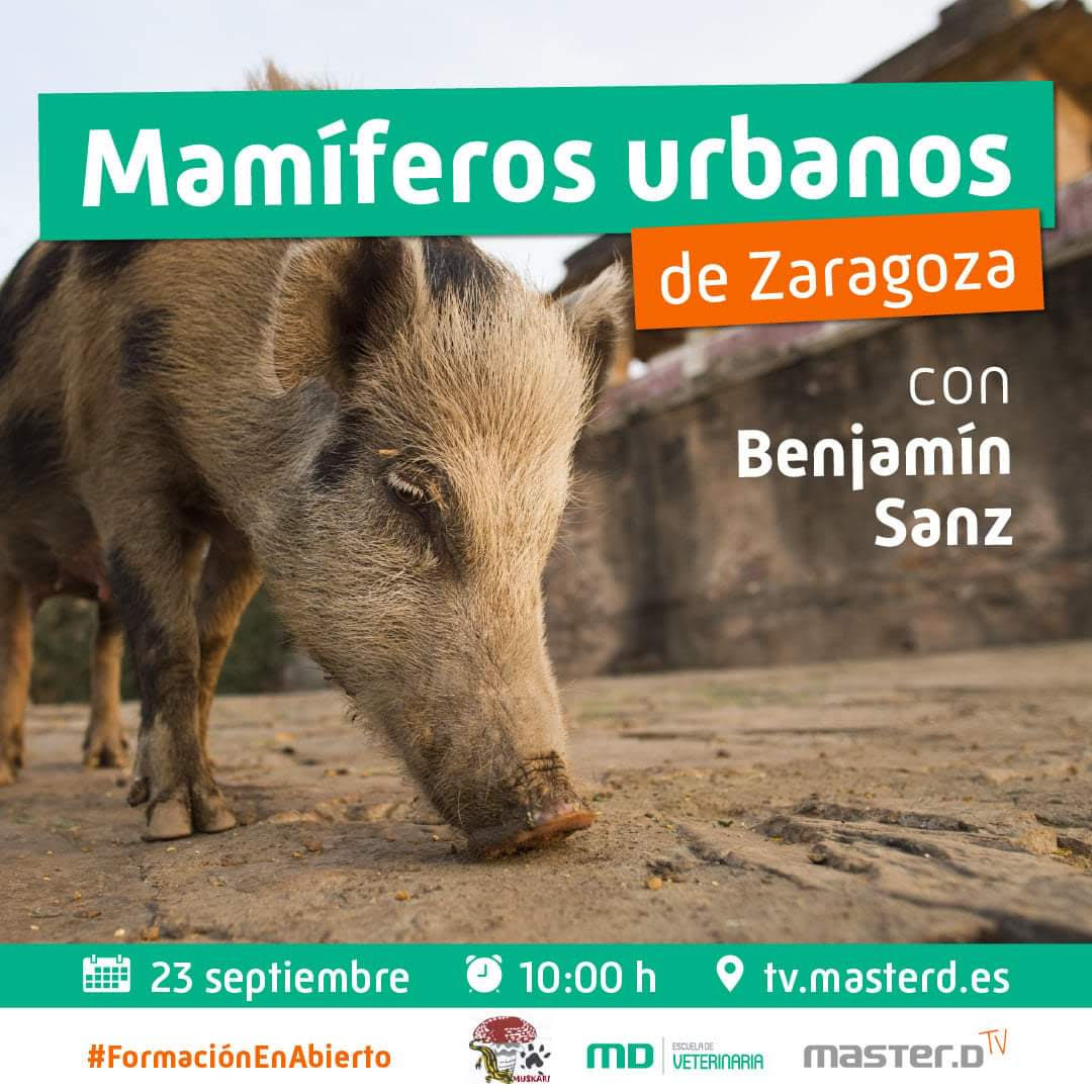 Seminario On Line 'Mamíferos urbanos de Zaragoza', con Master-D TV