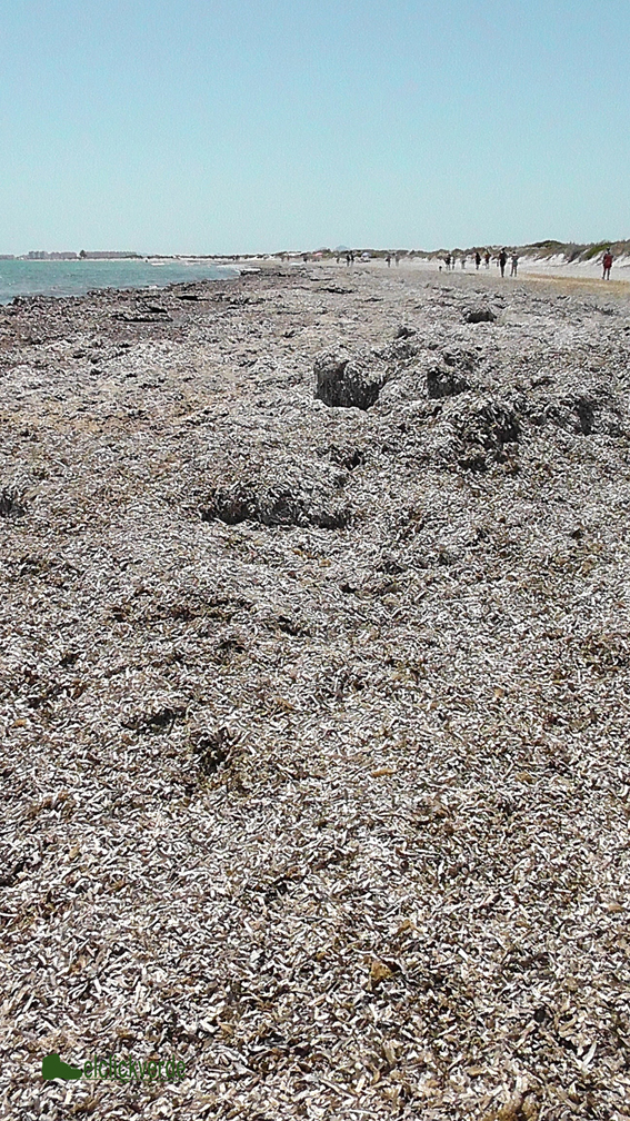 Ribazones de Posidonia en el Mar Menor.