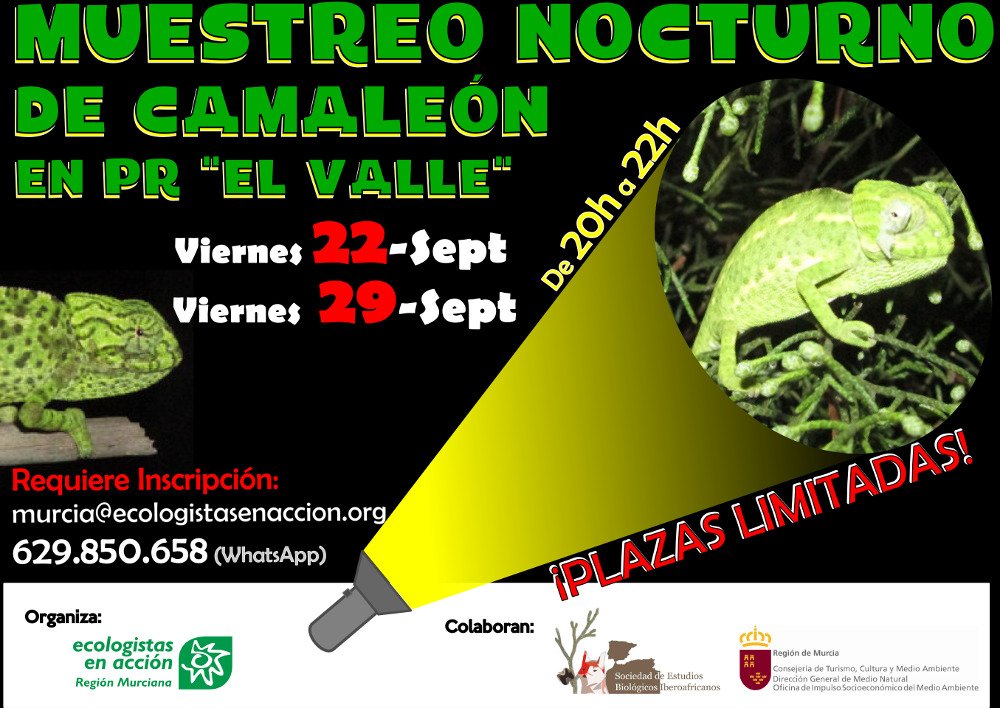 Muestreo nocturno de camaleón 1, con EEA Región de Murcia