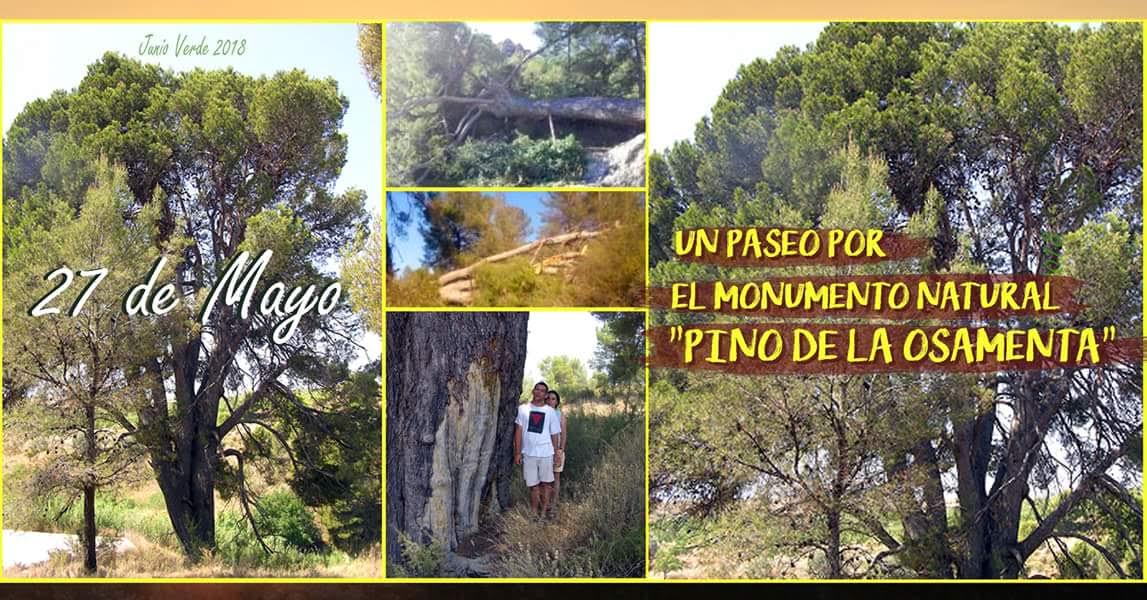 Paseo por el monumento natural Pino de la Osamenta, con el Ayto. de Bullas