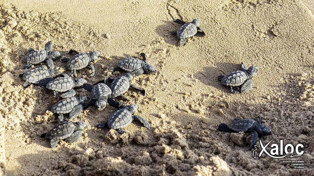 Liberación de crías de tortuga boba, con la asociación Xaloc.