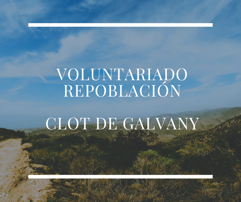 Voluntariado Repoblación Clot de Galvany 2019, con la UMH