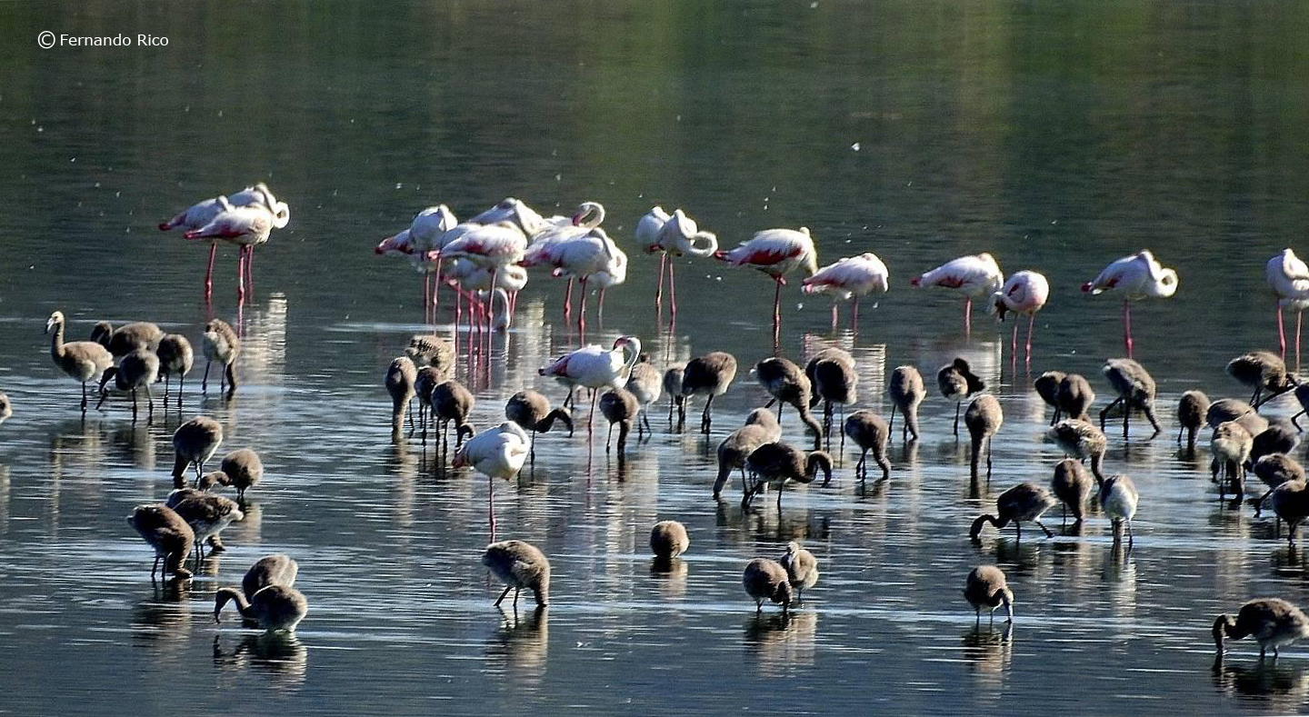 Flamencos adultos y crias nacidas la primavera de 2020 en la laguna de Pétrola. Imagen: Fernando Rico