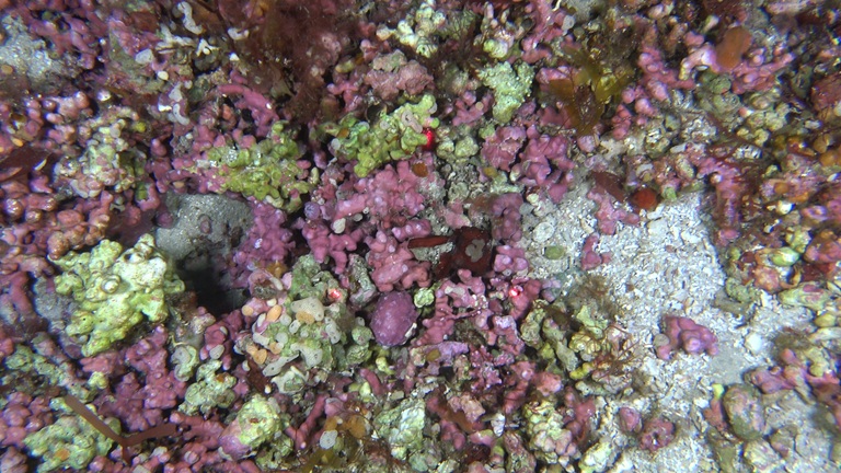 Fondos de rodolitos fotografiados con el bentoscopio. Foto: IEO-CSIC