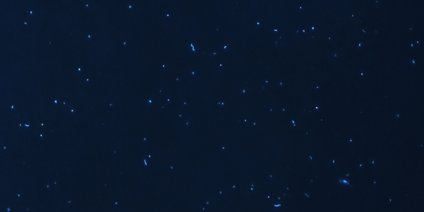 Bacterias marinas con tinción fluorescente de su ADN. Fotografía tomada con un microscopio de epifluorescencia a una magnificación de 63x. Imagen: Irene Forn / CSIC