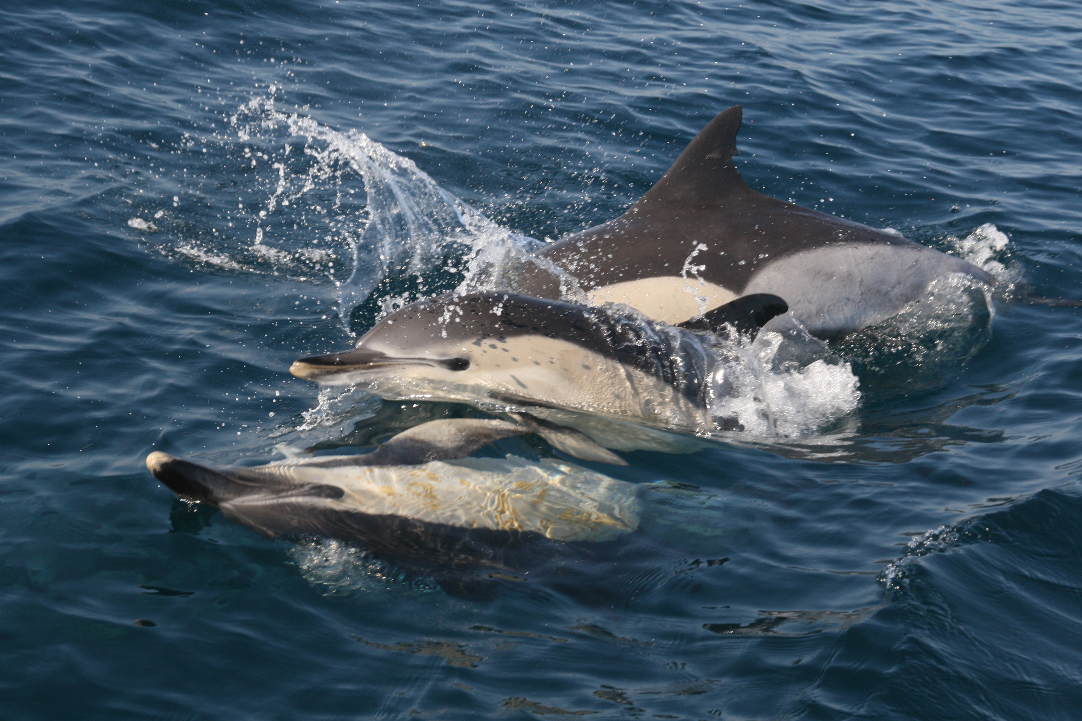 Ejemplares de delfín en el Mar de Alborán. Imagen: CIRCE /CSIC