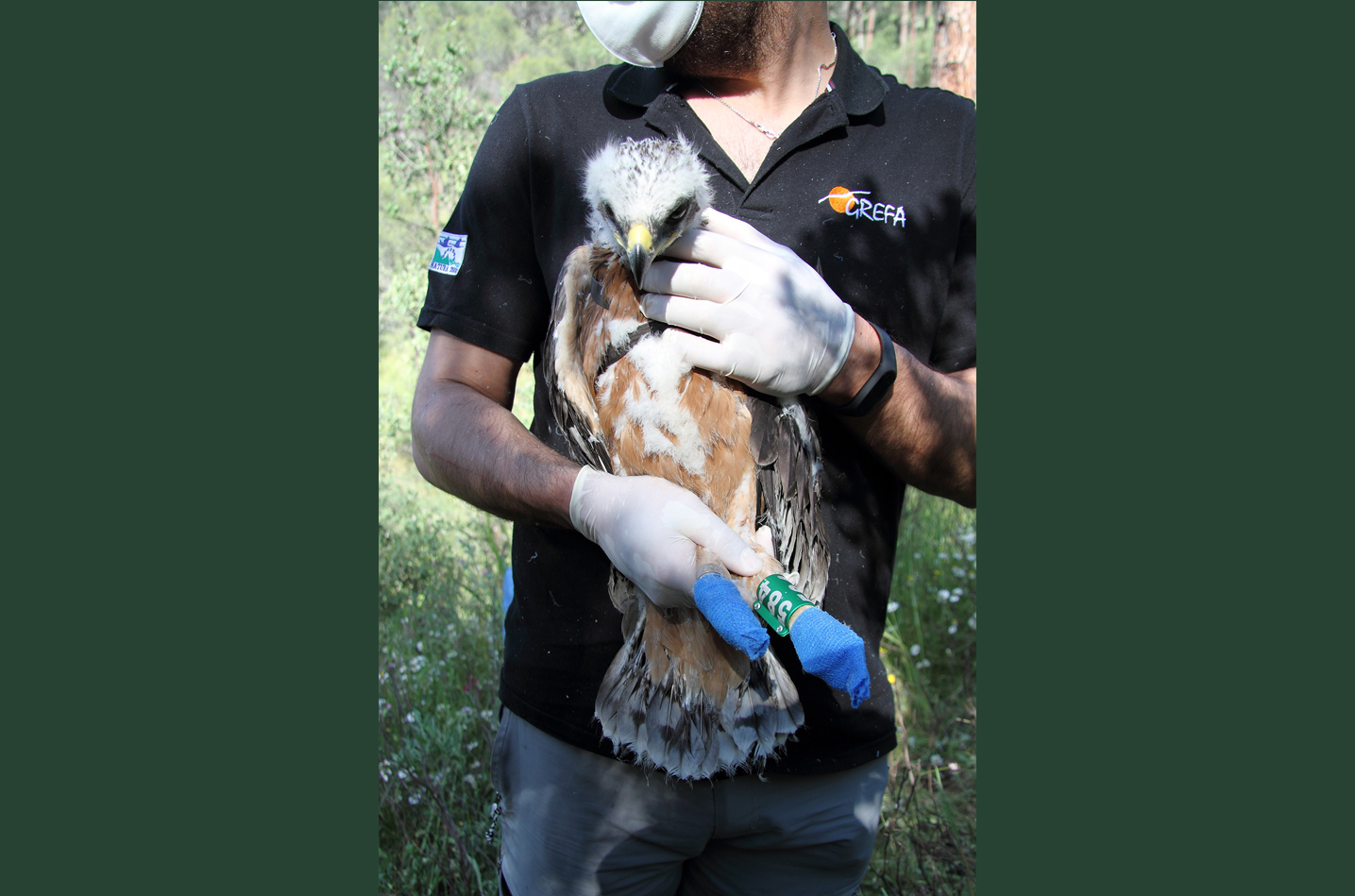 Pollo de águila de Bonelli nacido en 2020 en la Comunidad de Madrid, capturado momentáneamente para colocarle un emisor GPS. Imagen: Grefa