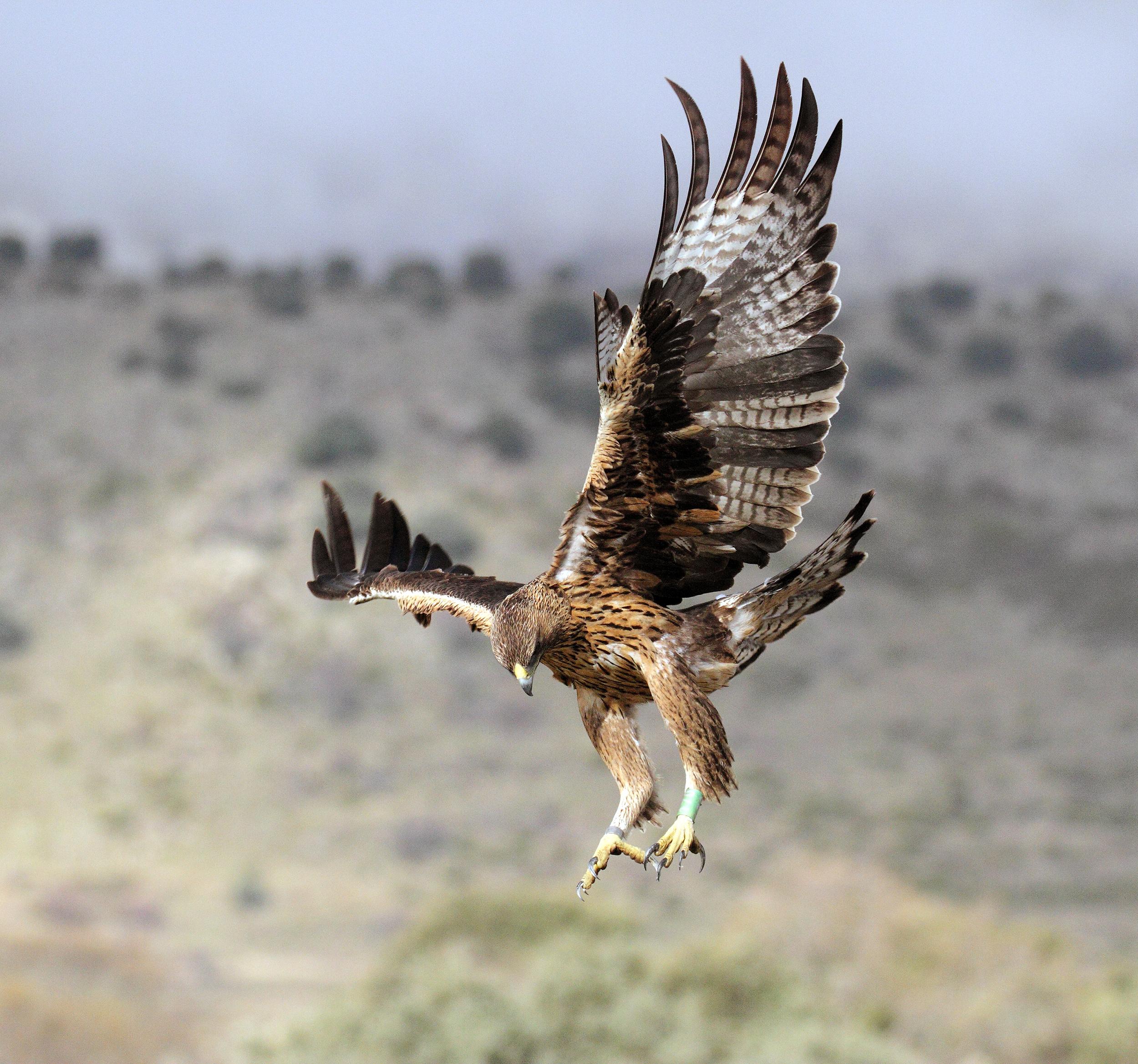 Foto de archivo de una de las águilas de Bonelli que ha criado en 2020 en la Comunidad de Madrid, cuando aún tenía plumaje juvenil. Imagen: Sergio de la Fuente / Grefa