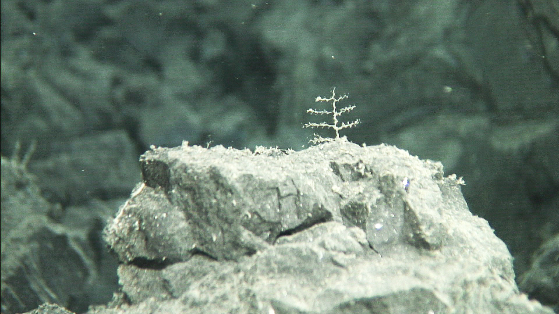 Indicios de colonización de los nuevos fondos volcánicos creados por las coladas submarinas del volcán de Cumbre Vieja. Foto: Vulcana / IEO-CSIC