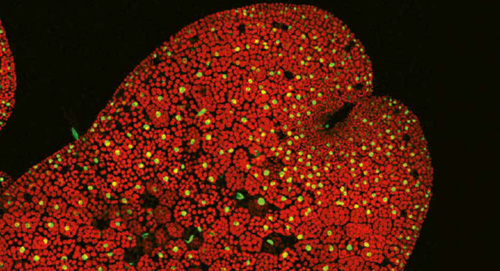 Fotografía de un co-receptor de la hormona vegetal descubierta, dinor-OPDA. Imagen: CNB / CSIC