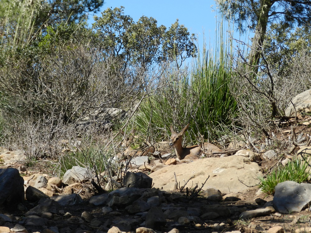 El proyecto de reintroducción de la gacela de Cuvier en Túnez maneja animales criados en Almería. Imagen: CSIC