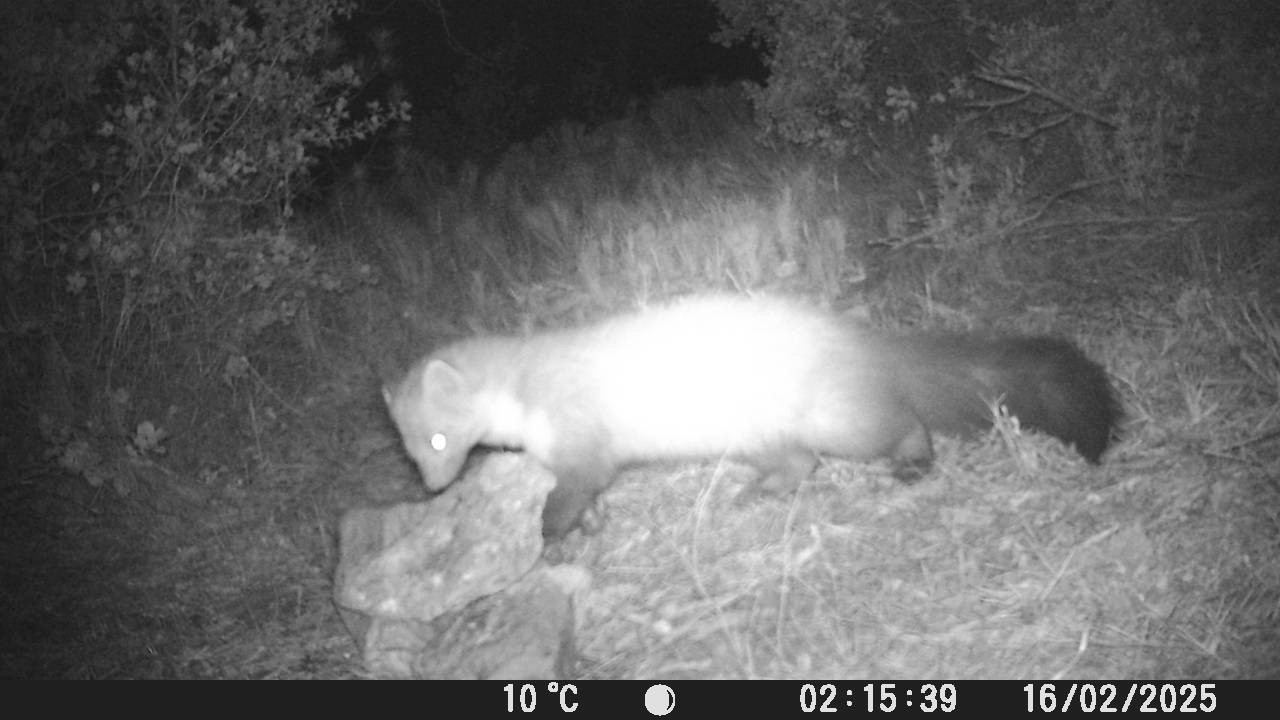 Garduña capturada en una de las cámaras de fototrampeo del estudio. Foto: CARM