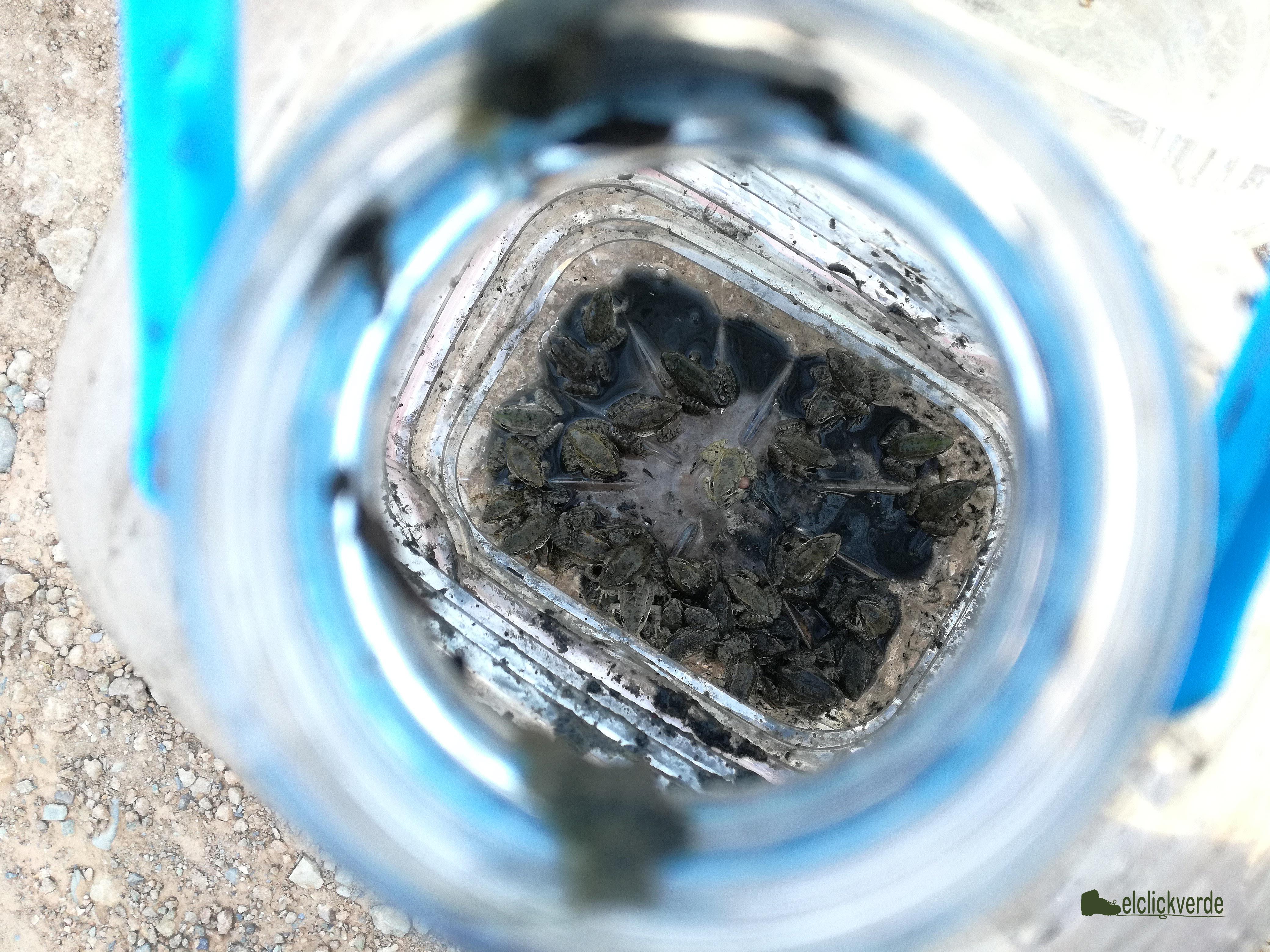 Una de las garrafas, con ranas comunes ('Pelophylax perezi') y sapos corredores ('Epidalea calamita'). El ejemplar del centro muestra una malformación.